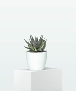 flower 07 a.jpg