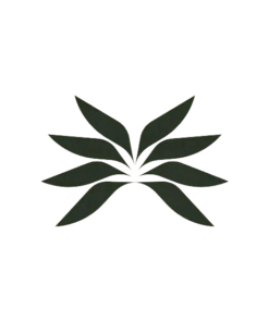 Alternative view of Star Cactus