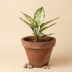 Aglaonema Snow White
