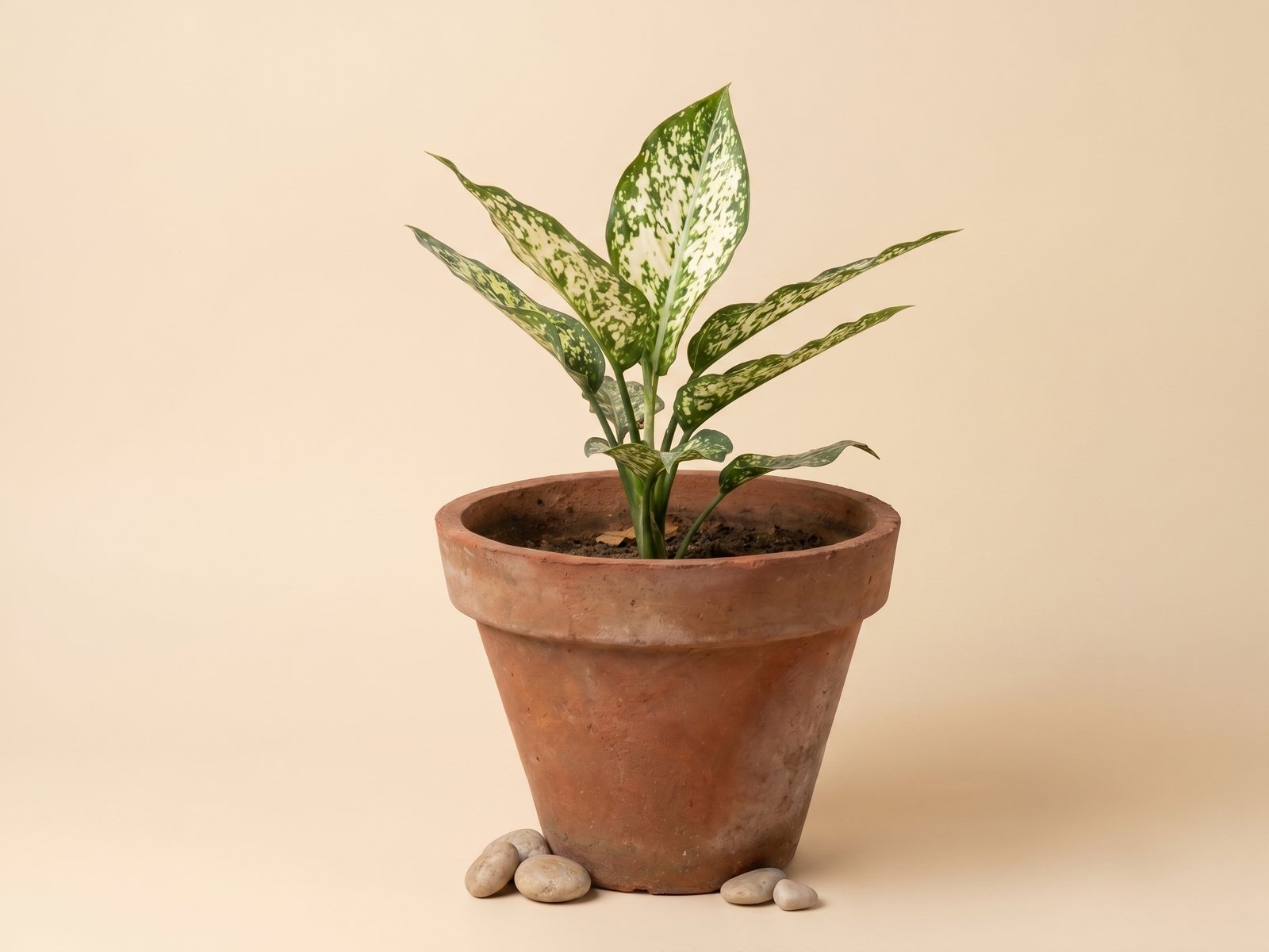 Aglaonema Snow White Aglaonema Snow White - Image 1