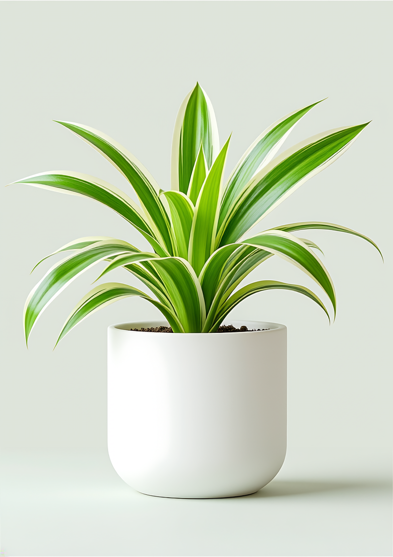 Spider Plant