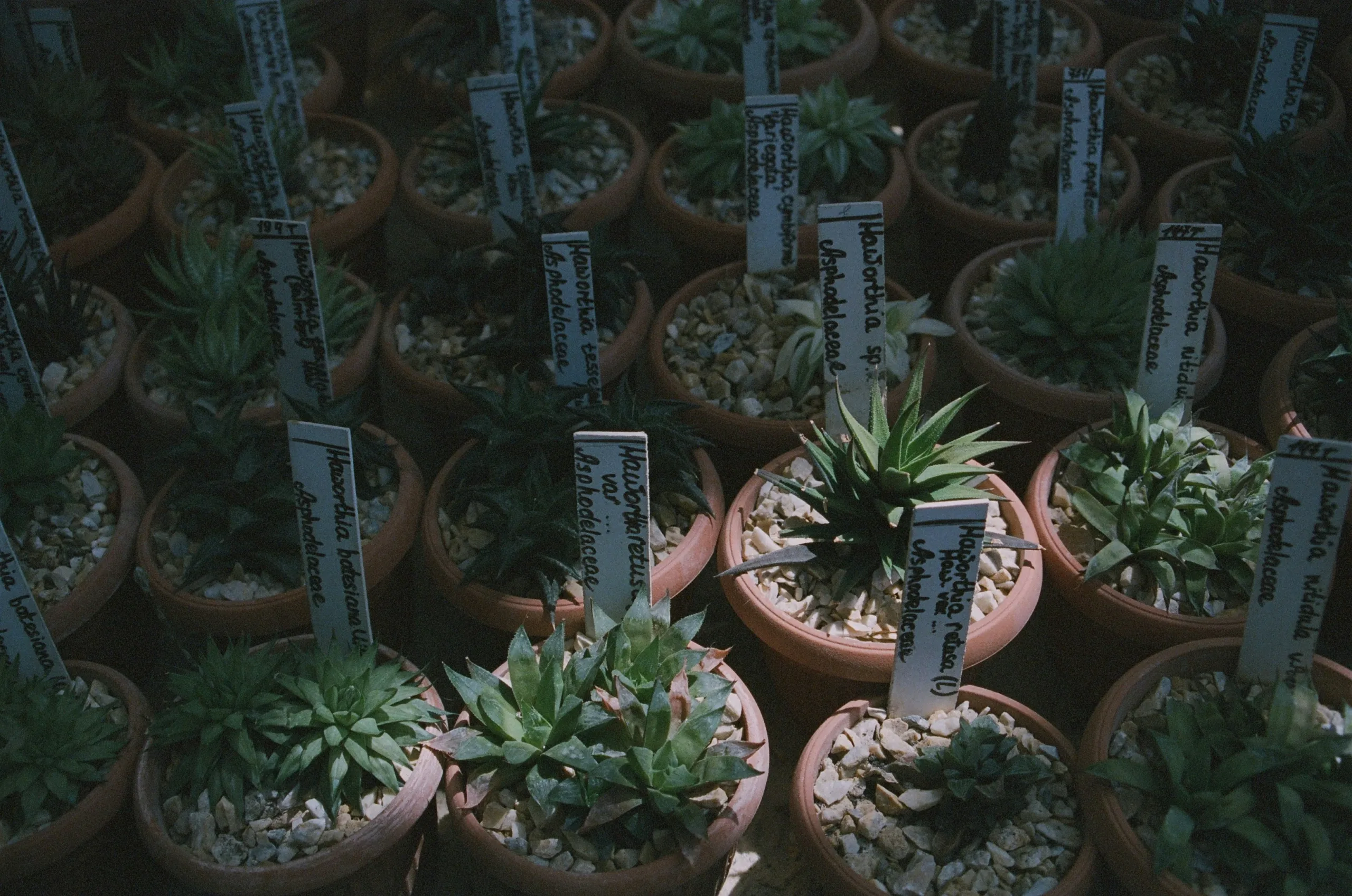 Outdoor plants by Zeelma