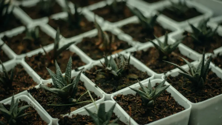 Buy plants online in Pakistan: indoor plants by Zeelma