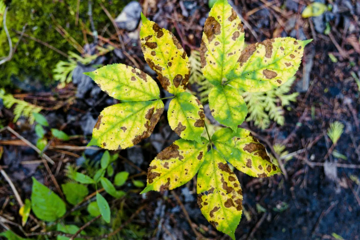 A small plant with yellowing leaves and dark brown spots, showing signs of nutrient deficiency or salt stress.