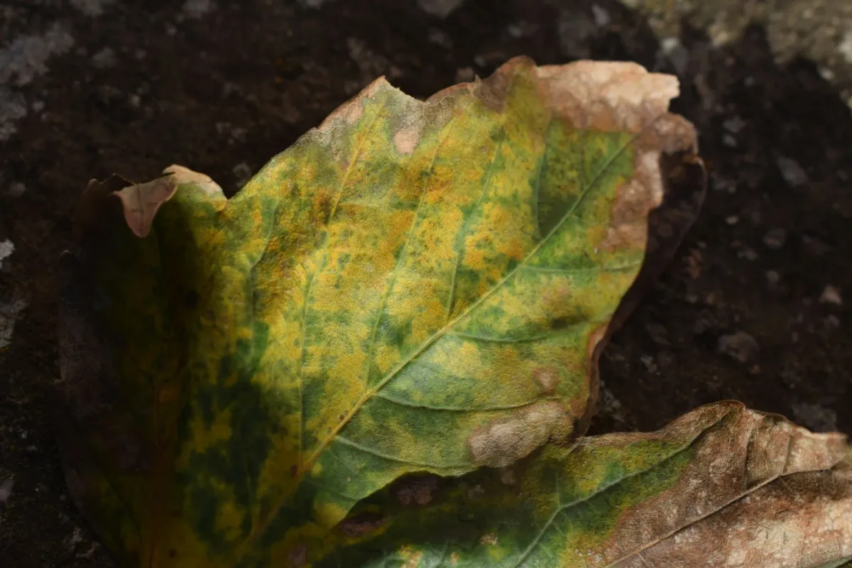 Close-up of a green leaf with yellow mottling and brown, crispy edges, indicating salt damage.