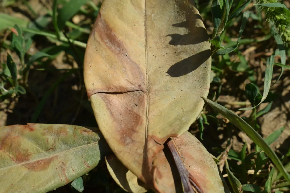 Close-up of a large, dried-out brown leaf with cracks, lying on the ground among green grass.