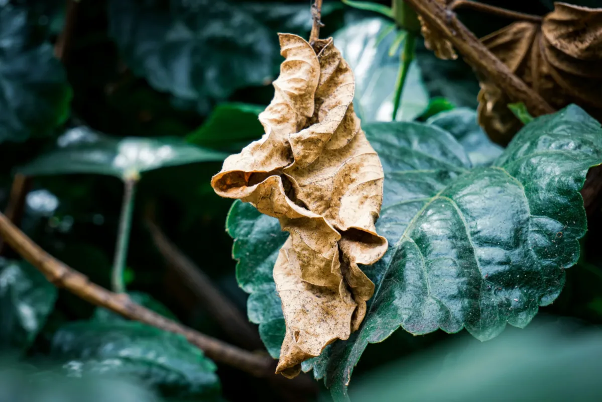 A single, curled, dry brown leaf hanging from a branch, surrounded by healthy green leaves.